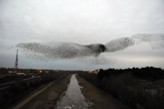 Starlings