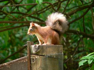 Squirrel, Drumlanrig